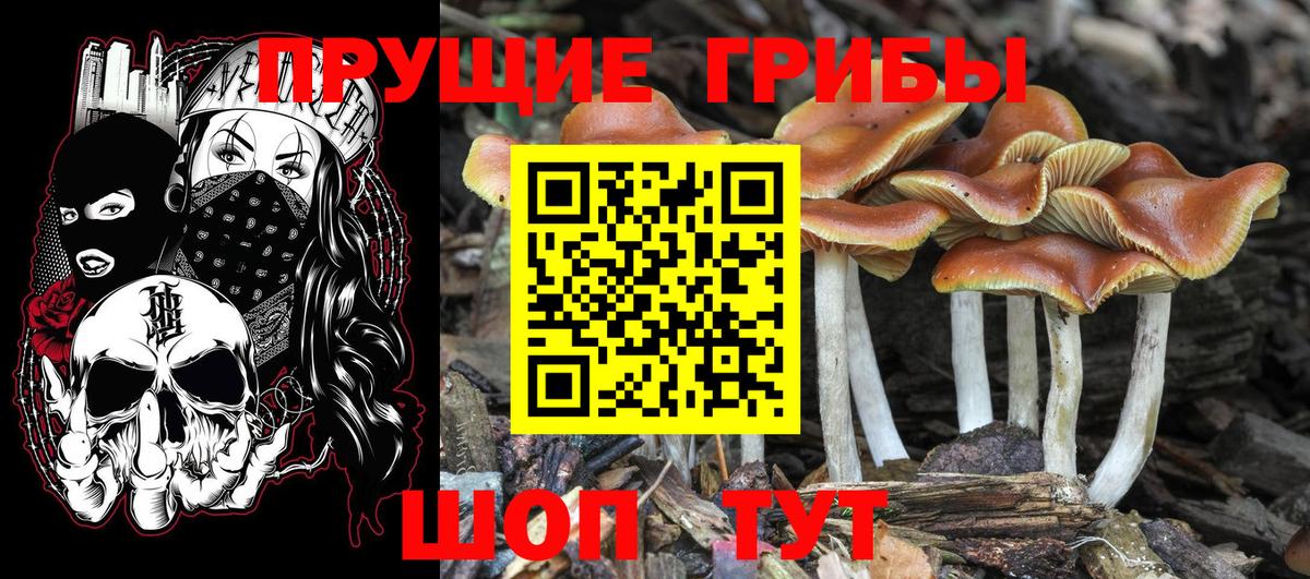 Галлюциногенные грибы GOLDEN TEACHER Волхов